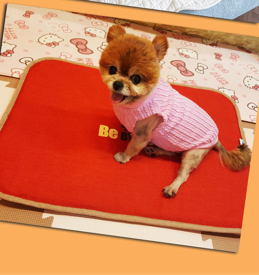 알러지엑스 allergx 실리카텍스