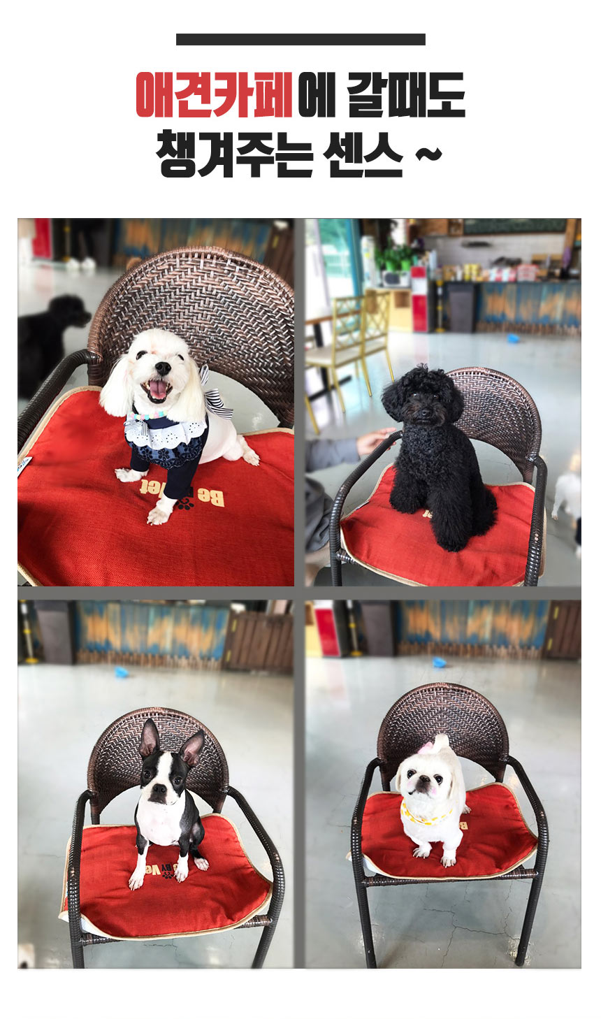 알러지엑스 allergx 실리카텍스